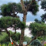 Borovica lesná (Pinus Sylvestris) - výška 200 cm, kont. C165L - BONSAJ (-30°C)
